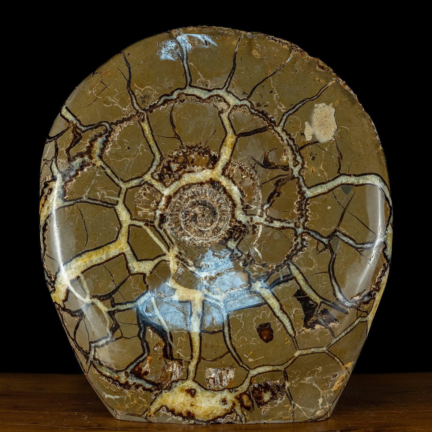 Sehr Selten Riesiger Ammoniten-Fossil in Septarien-Matrix - 34467,89g