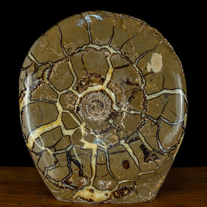 Sehr Selten Riesiger Ammoniten-Fossil in Septarien-Matrix - 34467,89g