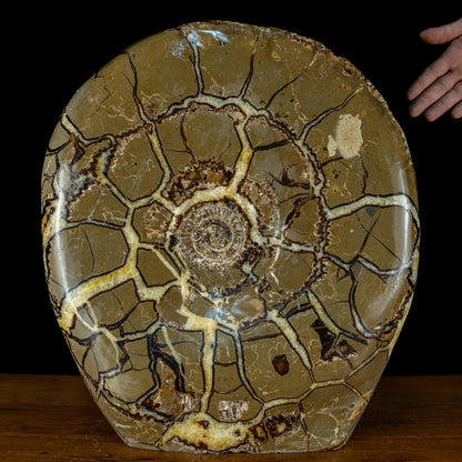 Sehr Selten Riesiger Ammoniten-Fossil in Septarien-Matrix - 34467,89g