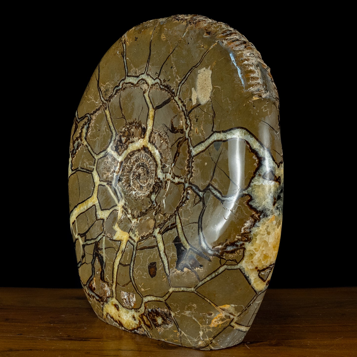 Sehr Selten Riesiger Ammoniten-Fossil in Septarien-Matrix - 34467,89g