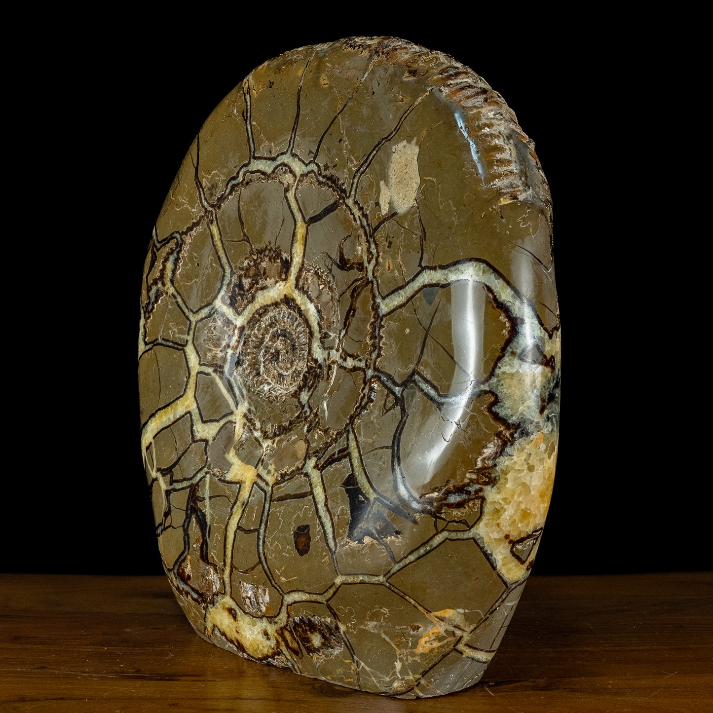 Sehr Selten Riesiger Ammoniten-Fossil in Septarien-Matrix - 34467,89g