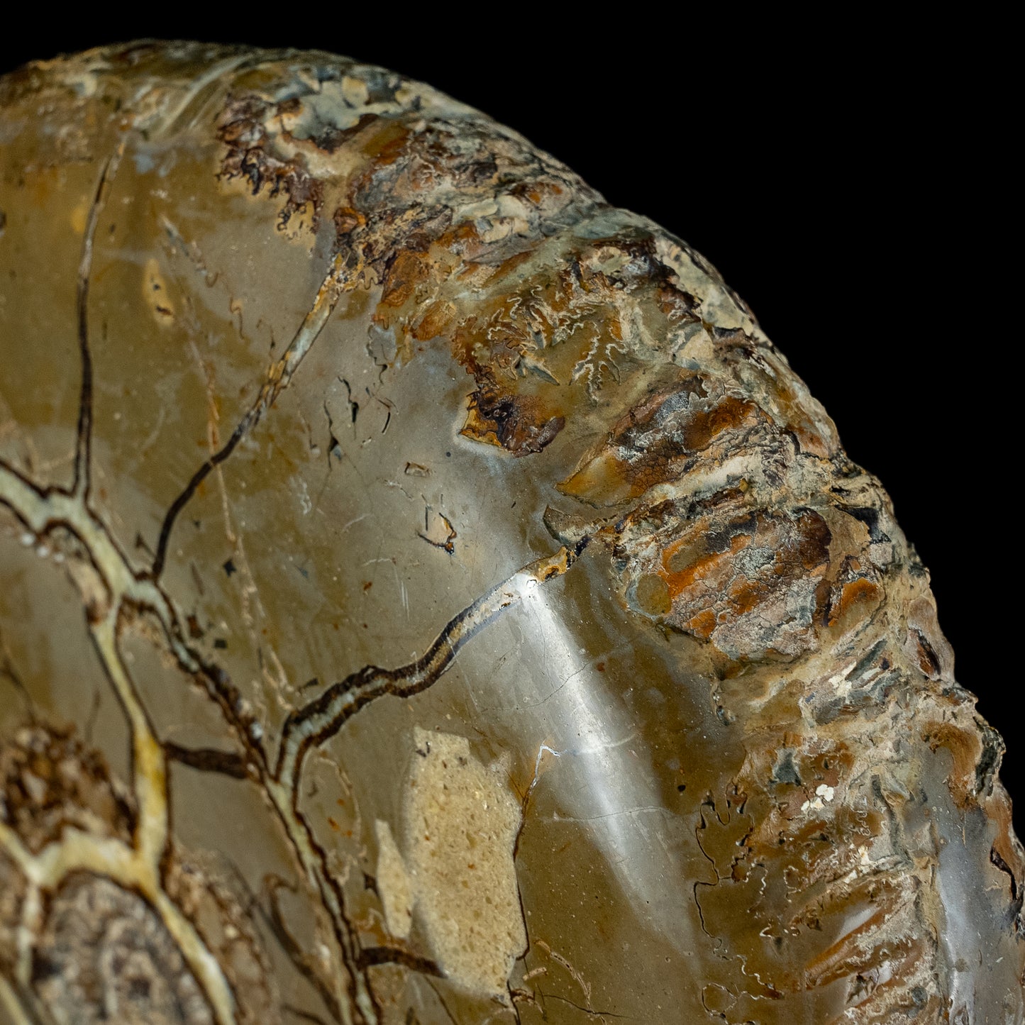 Sehr Selten Riesiger Ammoniten-Fossil in Septarien-Matrix - 34467,89g