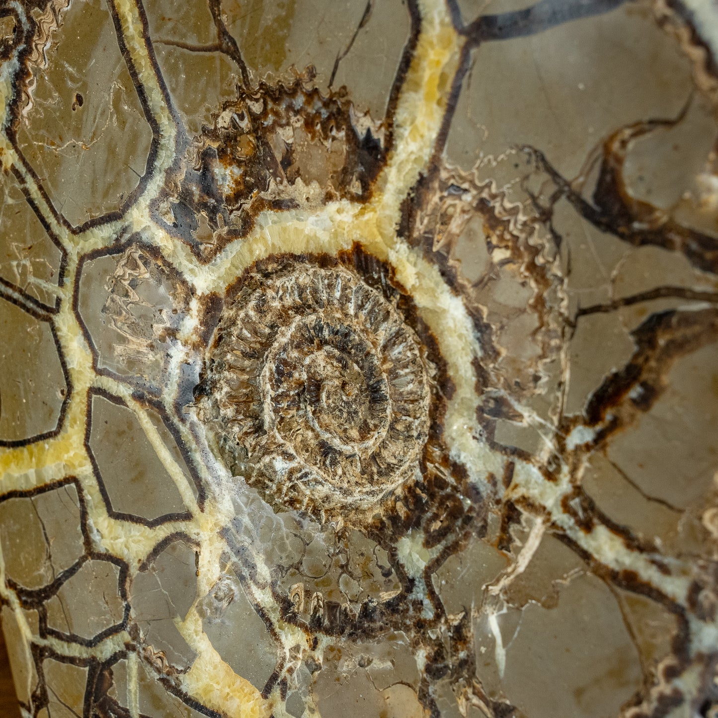 Sehr Selten Riesiger Ammoniten-Fossil in Septarien-Matrix - 34467,89g