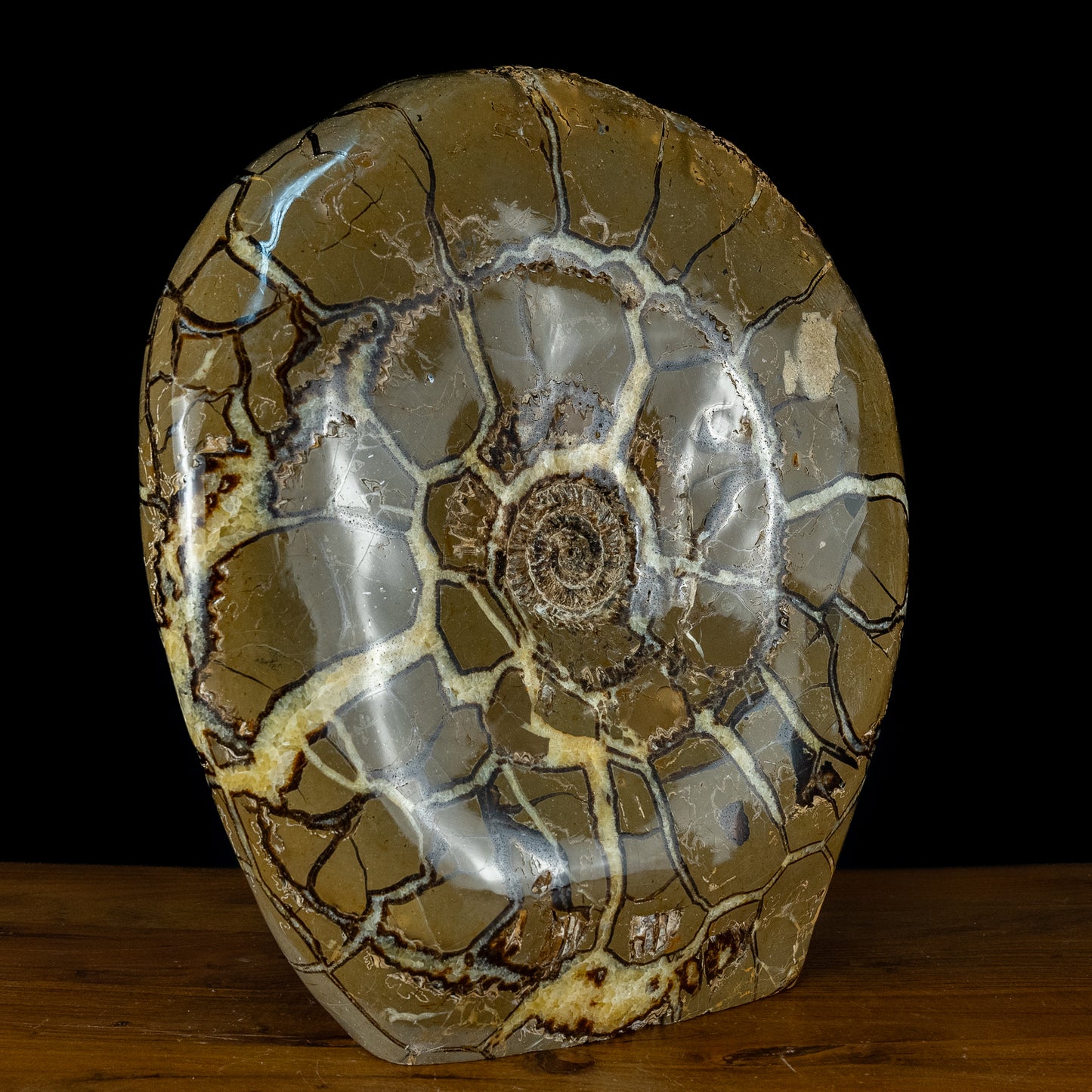 Sehr Selten Riesiger Ammoniten-Fossil in Septarien-Matrix - 34467,89g