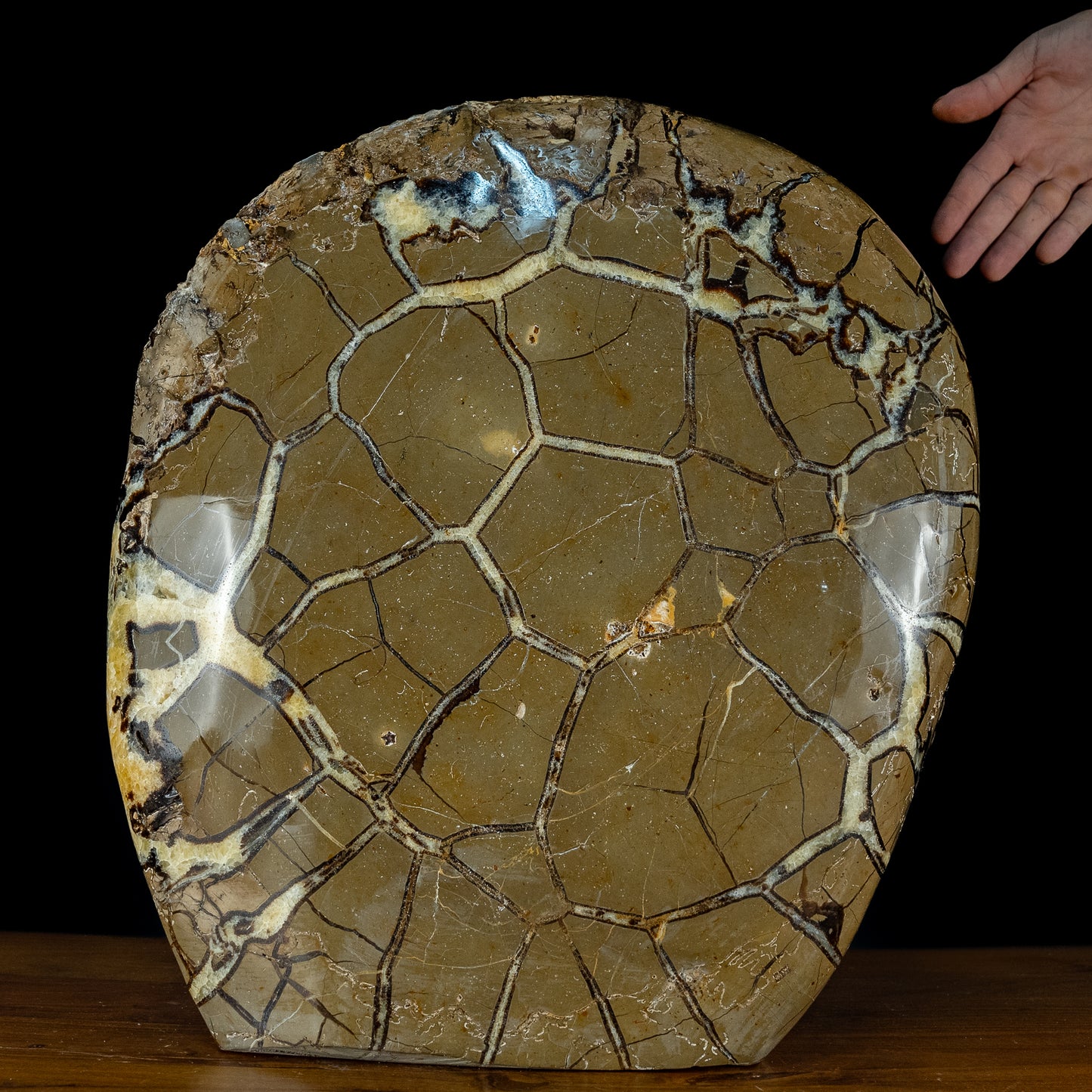 Sehr Selten Riesiger Ammoniten-Fossil in Septarien-Matrix - 34467,89g