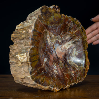 Natürliche Versteinerte Holz Schale - 2257,83g