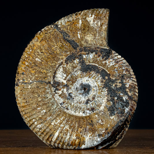 Großes Ammoniten-Fossil in Septarien-Matrix, sehr selten - 4793,12g