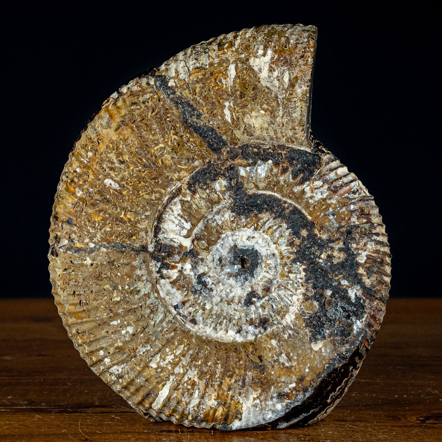 Großes Ammoniten-Fossil in Septarien-Matrix, sehr selten - 4793,12g