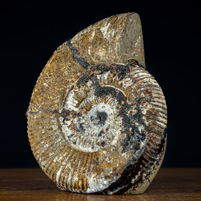 Großes Ammoniten-Fossil in Septarien-Matrix, sehr selten - 4793,12g