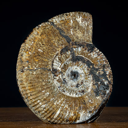 Großes Ammoniten-Fossil in Septarien-Matrix, sehr selten - 4793,12g