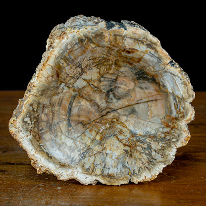 Natürliche Versteinerte Holz Kristall-Schale - 1547,53g