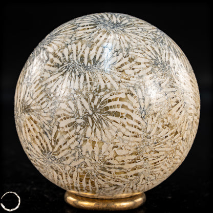 Natürliche Fossile Koralle als Kugel - 324,53g - 62,5mm