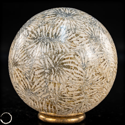 Natürliche Fossile Koralle als Kugel - 324,53g - 62,5mm