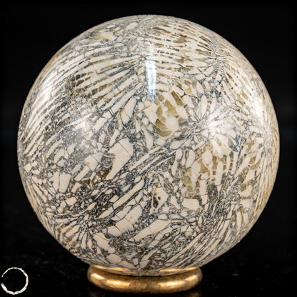 Natürliche Fossile Koralle als Kugel - 324,53g - 62,5mm