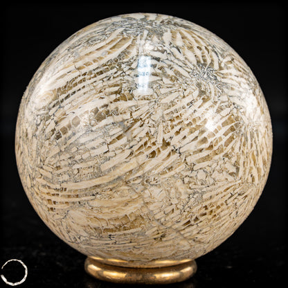 Natürliche Fossile Koralle als Kugel - 324,53g - 62,5mm