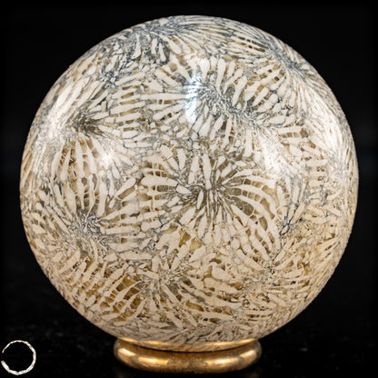 Natürliche Fossile Koralle als Kugel - 324,53g - 62,5mm