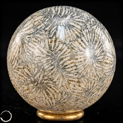 Natürliche Fossile Koralle als Kugel - 324,53g - 62,5mm