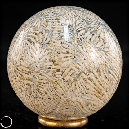 Natürliche Fossile Koralle als Kugel - 324,53g - 62,5mm