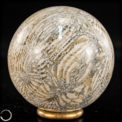 Natürliche Fossile Koralle als Kugel - 324,53g - 62,5mm