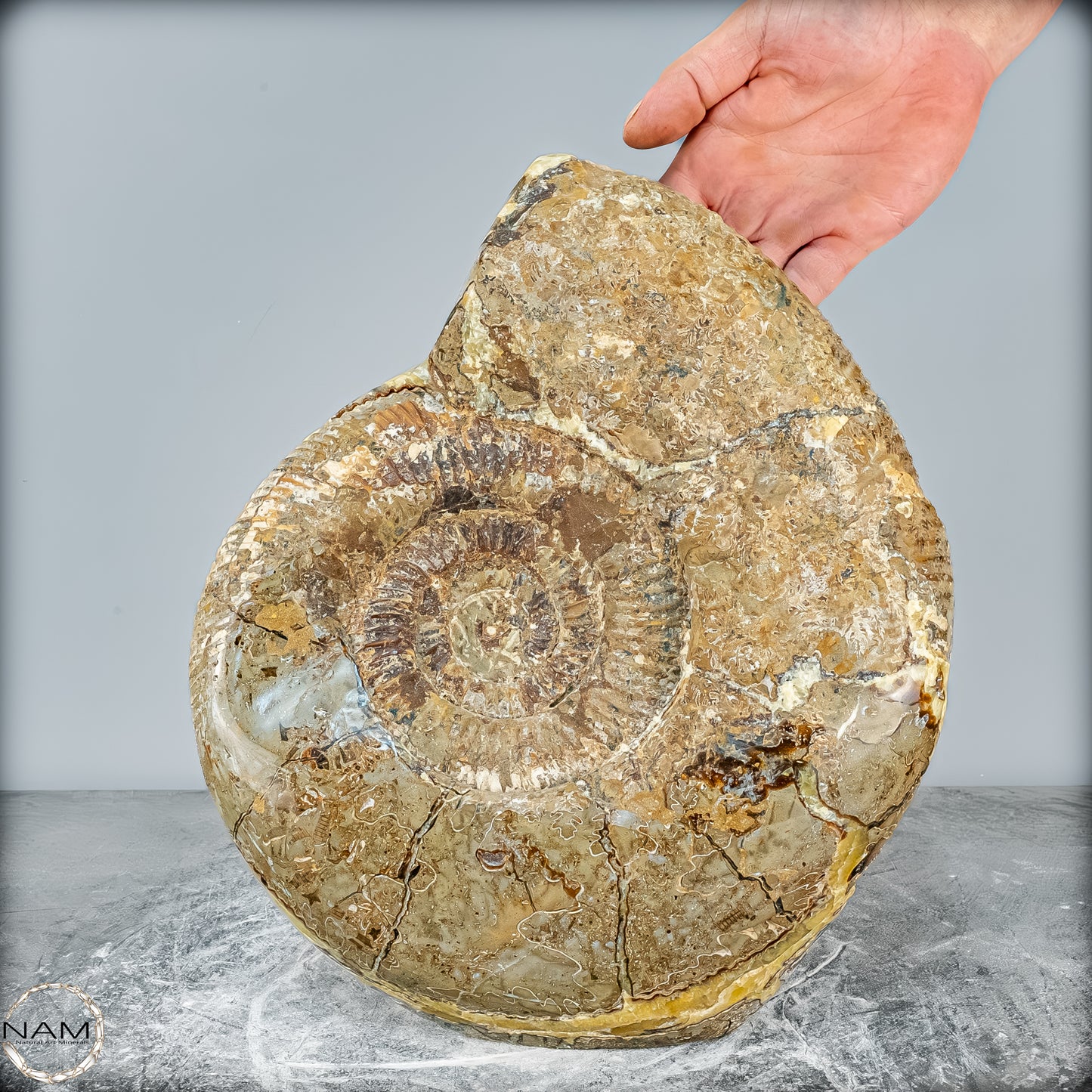Natürliches Ammoniten-Fossil in Septarien-Matrix, sehr selten - 17215,47g