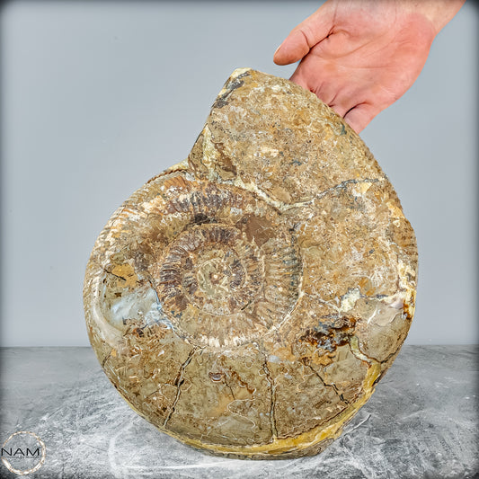 Natürliches Ammoniten-Fossil in Septarien-Matrix, sehr selten - 17215,47g