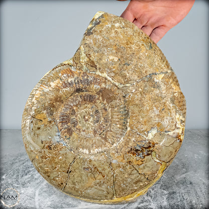 Natürliches Ammoniten-Fossil in Septarien-Matrix, sehr selten - 17215,47g