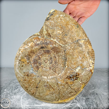 Natürliches Ammoniten-Fossil in Septarien-Matrix, sehr selten - 17215,47g