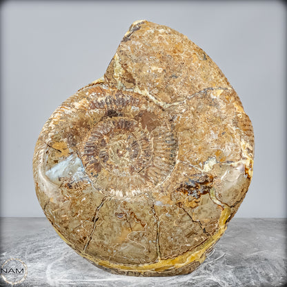 Natürliches Ammoniten-Fossil in Septarien-Matrix, sehr selten - 17215,47g