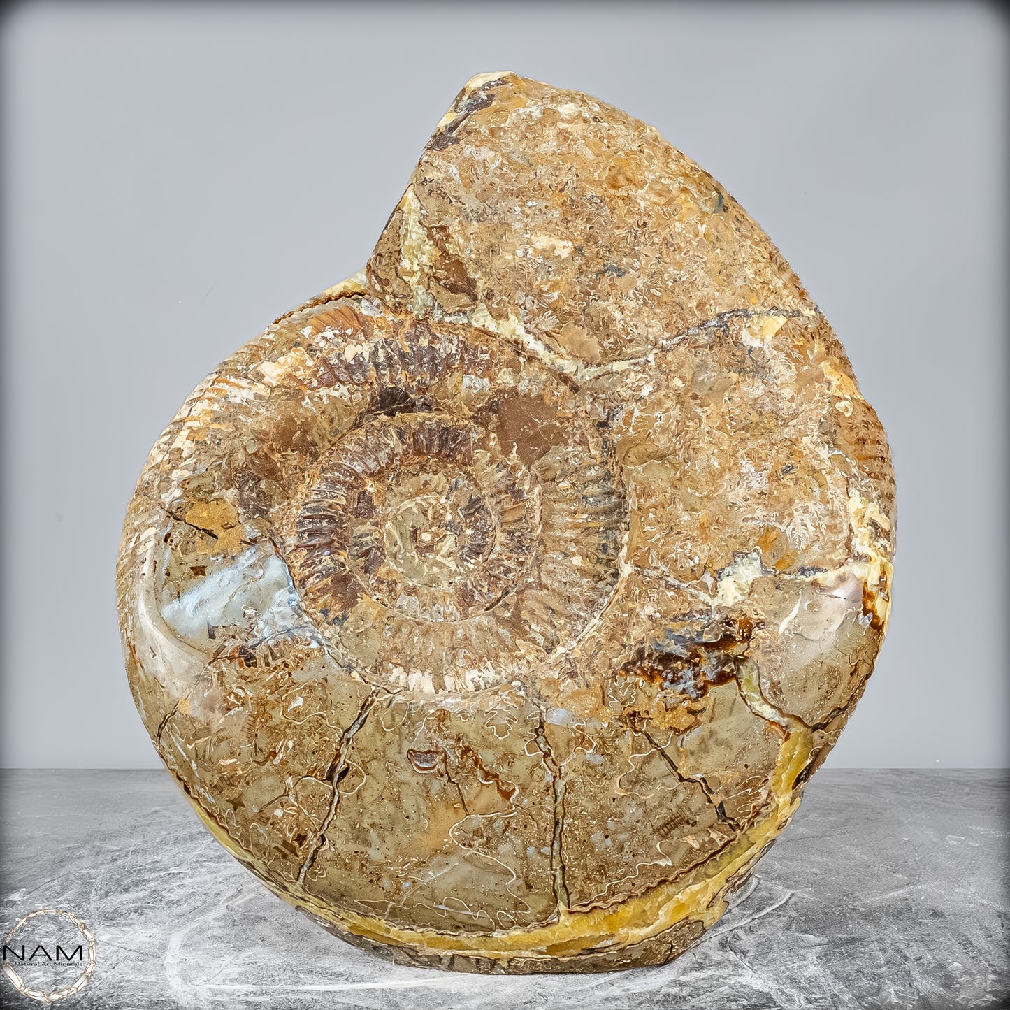 Natürliches Ammoniten-Fossil in Septarien-Matrix, sehr selten - 17215,47g