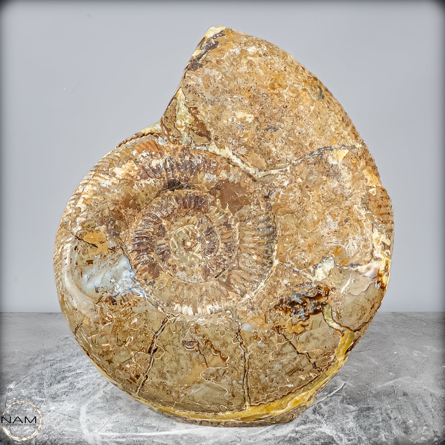 Natürliches Ammoniten-Fossil in Septarien-Matrix, sehr selten - 17215,47g
