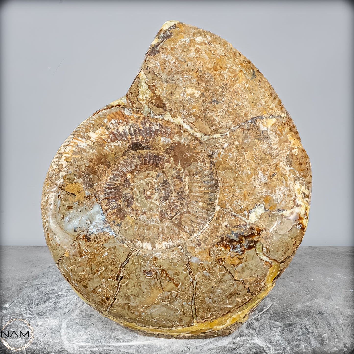 Natürliches Ammoniten-Fossil in Septarien-Matrix, sehr selten - 17215,47g