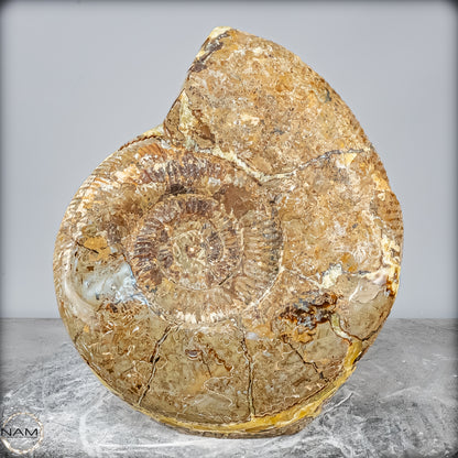 Natürliches Ammoniten-Fossil in Septarien-Matrix, sehr selten - 17215,47g