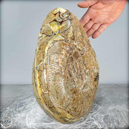 Natürliches Ammoniten-Fossil in Septarien-Matrix, sehr selten - 17215,47g