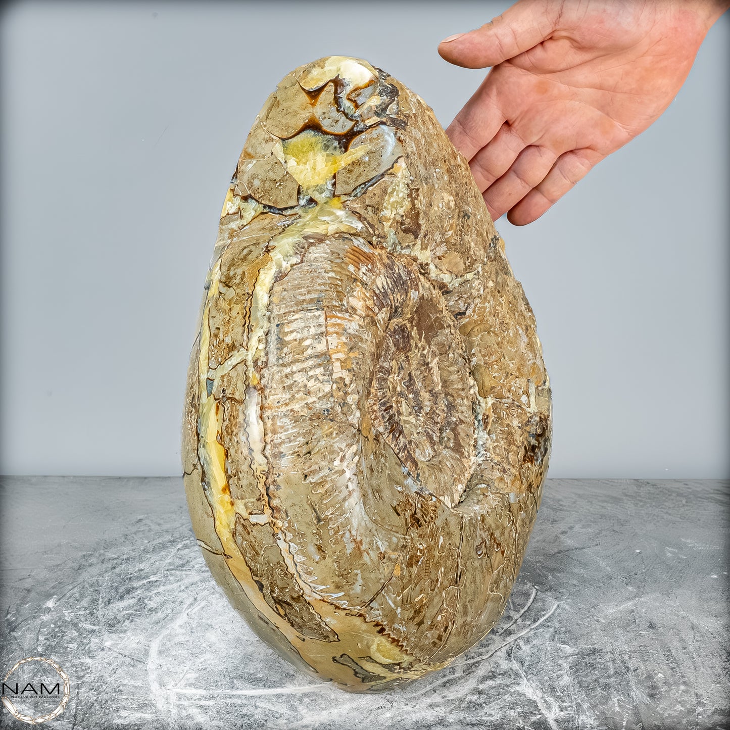 Natürliches Ammoniten-Fossil in Septarien-Matrix, sehr selten - 17215,47g