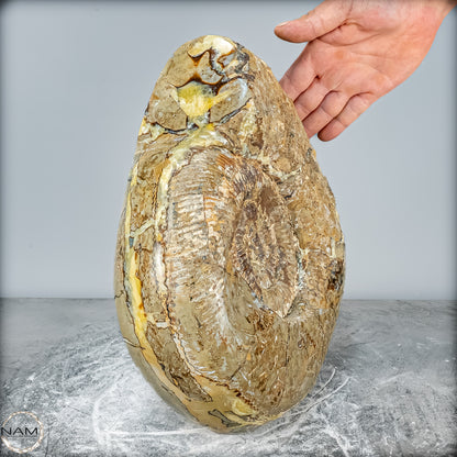 Natürliches Ammoniten-Fossil in Septarien-Matrix, sehr selten - 17215,47g