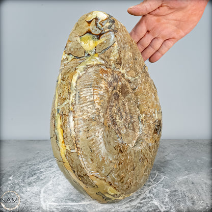 Natürliches Ammoniten-Fossil in Septarien-Matrix, sehr selten - 17215,47g
