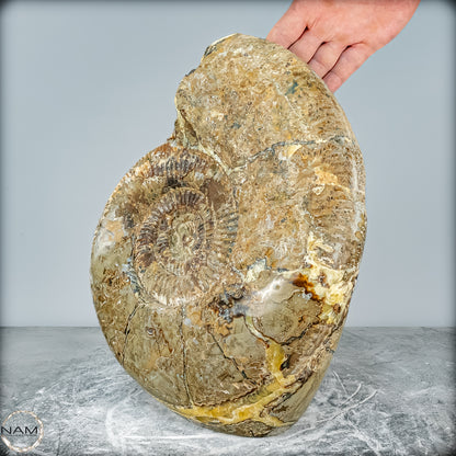 Natürliches Ammoniten-Fossil in Septarien-Matrix, sehr selten - 17215,47g