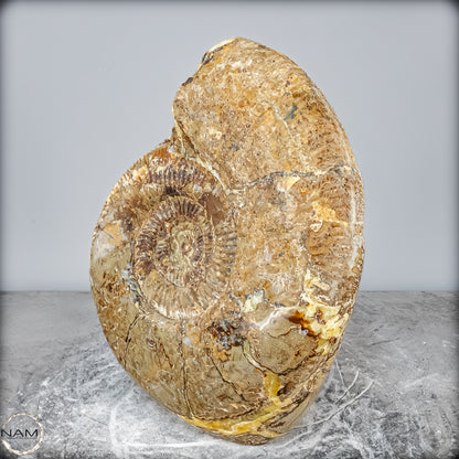 Natürliches Ammoniten-Fossil in Septarien-Matrix, sehr selten - 17215,47g