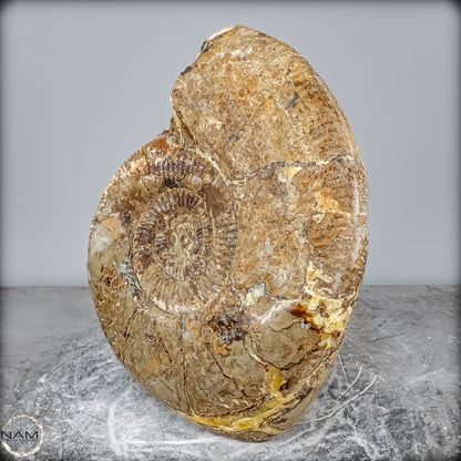 Natürliches Ammoniten-Fossil in Septarien-Matrix, sehr selten - 17215,47g