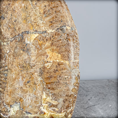 Natürliches Ammoniten-Fossil in Septarien-Matrix, sehr selten - 17215,47g