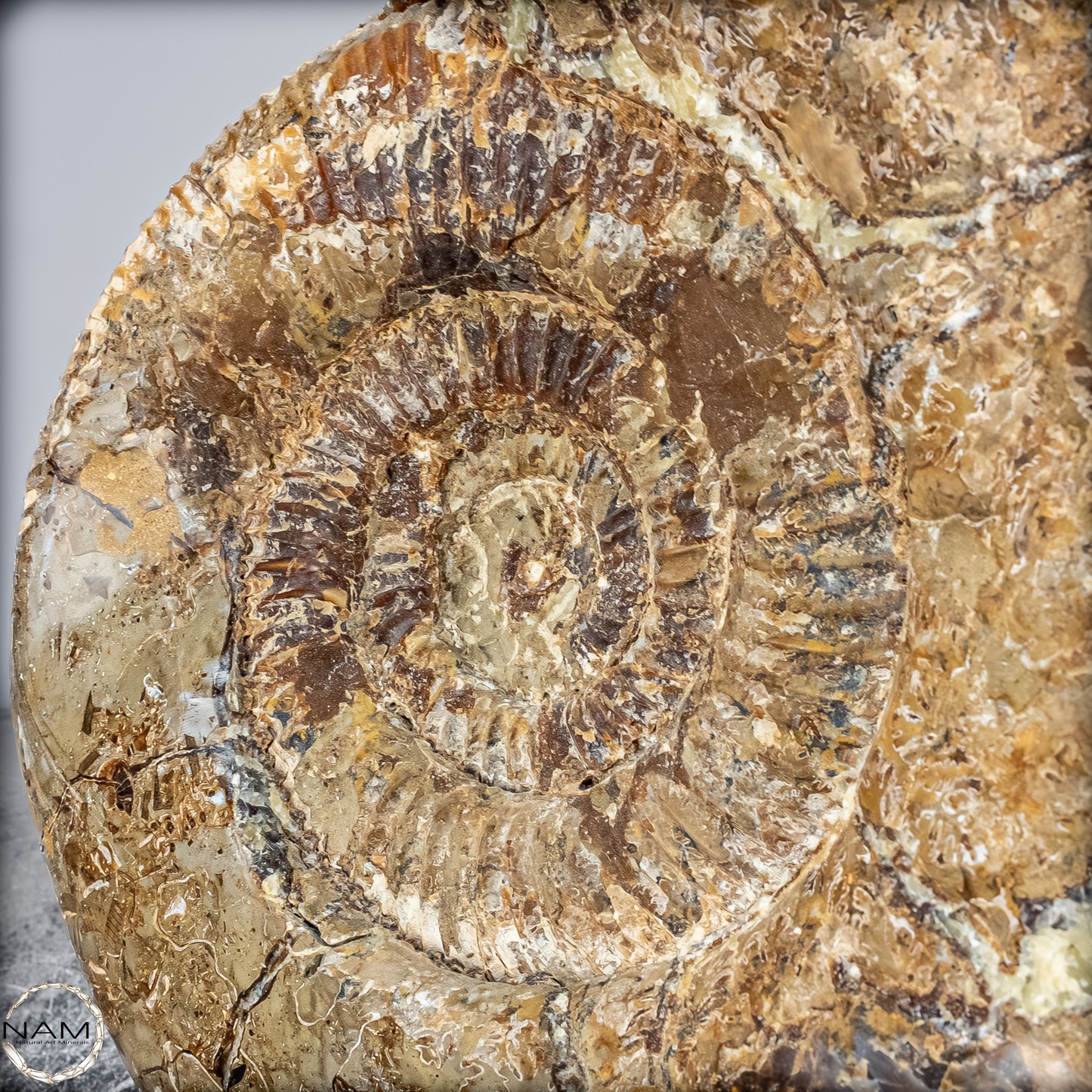 Natürliches Ammoniten-Fossil in Septarien-Matrix, sehr selten - 17215,47g