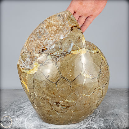 Natürliches Ammoniten-Fossil in Septarien-Matrix, sehr selten - 17215,47g