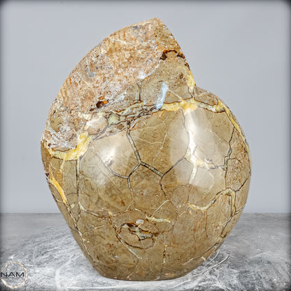 Natürliches Ammoniten-Fossil in Septarien-Matrix, sehr selten - 17215,47g