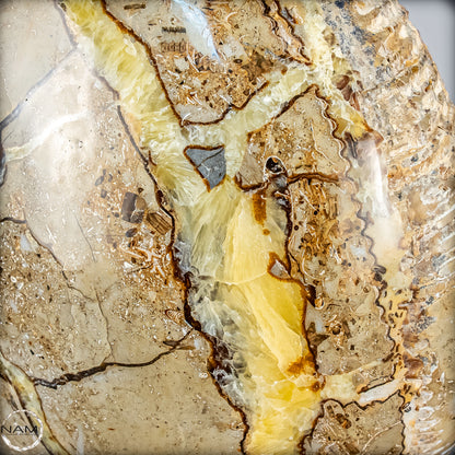 Natürliches Ammoniten-Fossil in Septarien-Matrix, sehr selten - 17215,47g