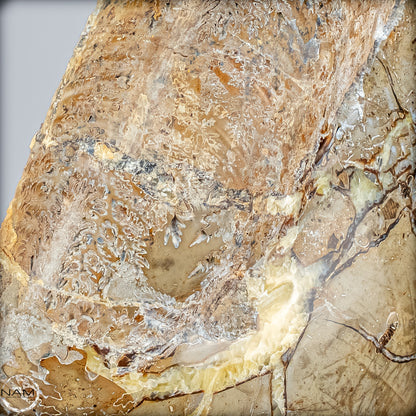 Natürliches Ammoniten-Fossil in Septarien-Matrix, sehr selten - 17215,47g