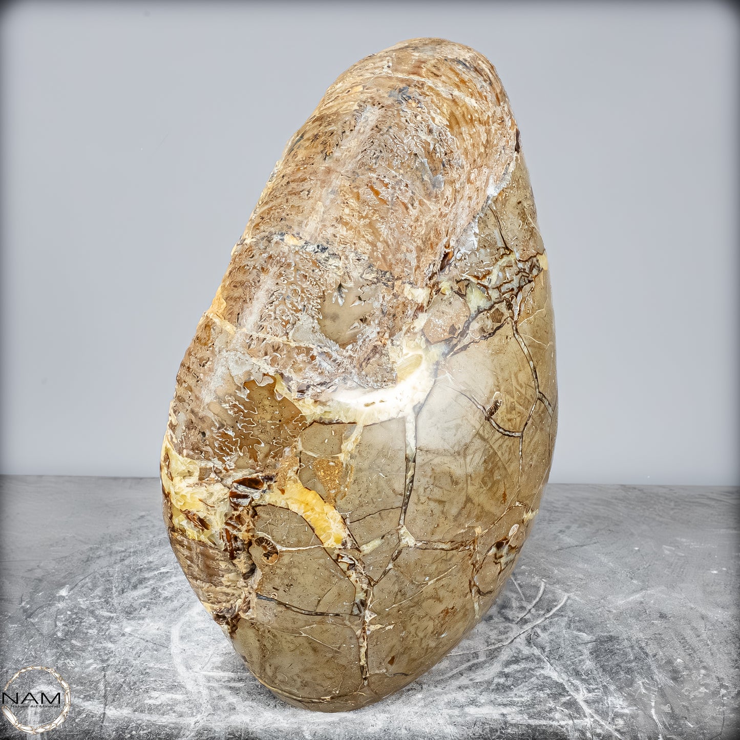 Natürliches Ammoniten-Fossil in Septarien-Matrix, sehr selten - 17215,47g