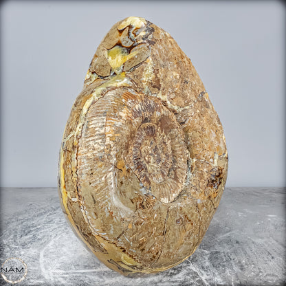 Natürliches Ammoniten-Fossil in Septarien-Matrix, sehr selten - 17215,47g