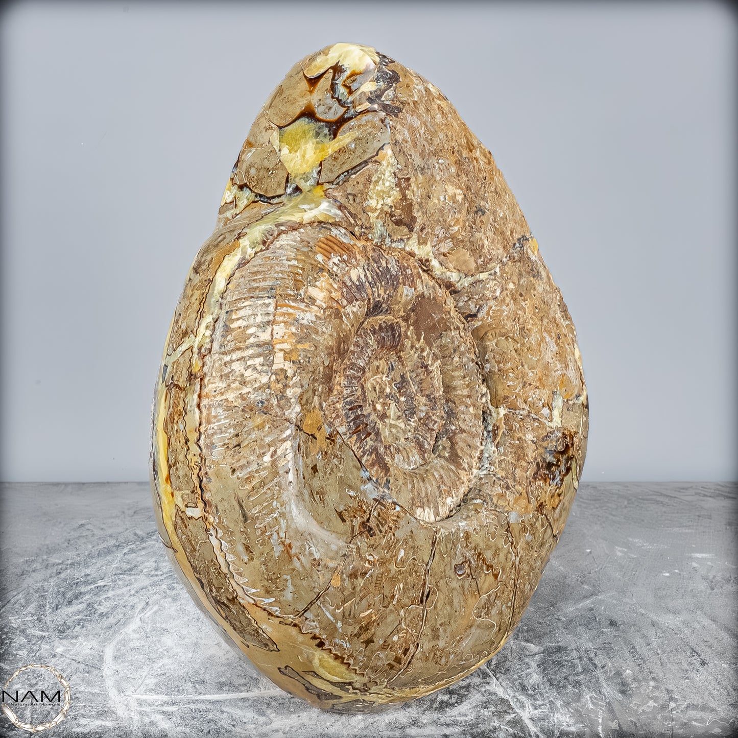 Natürliches Ammoniten-Fossil in Septarien-Matrix, sehr selten - 17215,47g