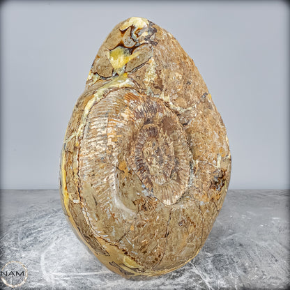 Natürliches Ammoniten-Fossil in Septarien-Matrix, sehr selten - 17215,47g