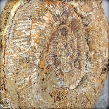 Natürliches Ammoniten-Fossil in Septarien-Matrix, sehr selten - 17215,47g